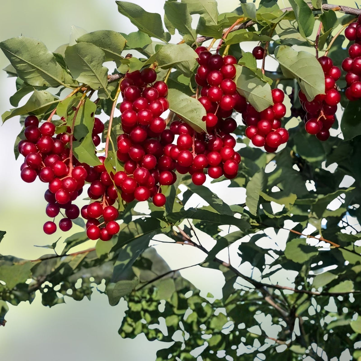 Chokecherry Seeds for Planting, 30 Seeds, Edible Fruit for Jam or Syrup, Prunus virginiana, Wild Cherry Tree Seeds