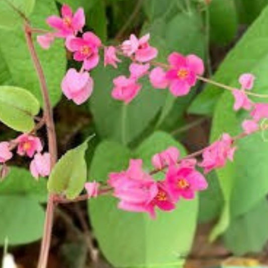 Mexican Creeper Vine Plant Antigonon leptopus Live Climbing Plant Pollinator Friendly Privacy Cover