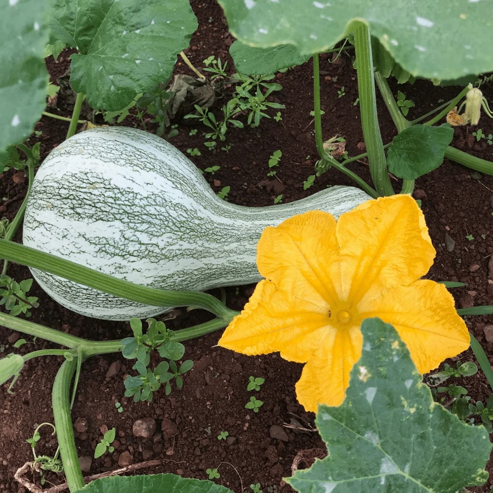 Cushaw Green Striped Squash Seeds Organic Heirloom Cucurbita mixta 10 Pack USA Grown Live Plant Cutting