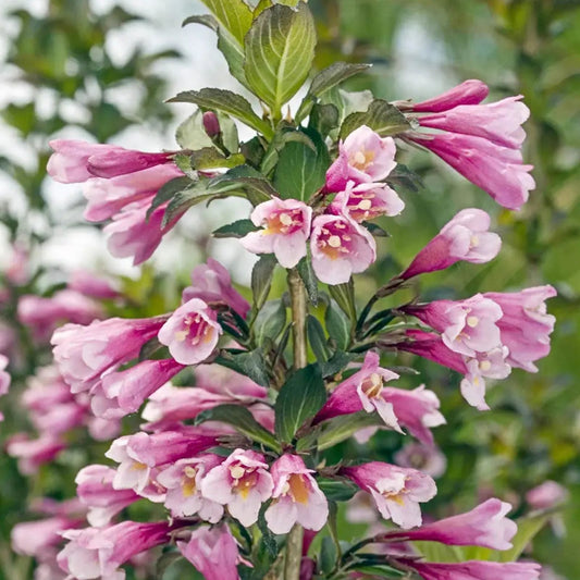 Java Red Weigela Live Plant 4 Inch Pot, Weigela florida 'Java Red', Purple Green Foliage, Pink Flowers, Shrub, Garden Plant