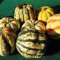 Sweet Dumpling Squash Seeds – Organic Cucurbita pepo Heirloom Gourmet Vegetable Seeds, USA Grown, Non-GMO, 10 Starter Plants
