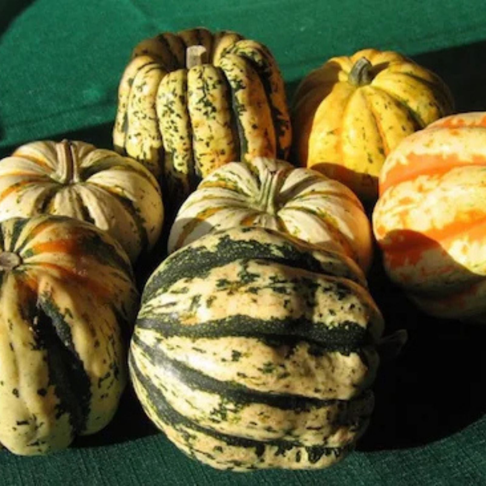 Sweet Dumpling Squash Seeds – Organic Cucurbita pepo Heirloom Gourmet Vegetable Seeds, USA Grown, Non-GMO, 10 Starter Plants