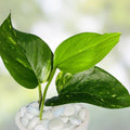 Rooted Golden Pothos Plant Cutting - Epipremnum aureum Indoor Houseplant, Easy Care Greenery, Starter Plant, Fast Growing