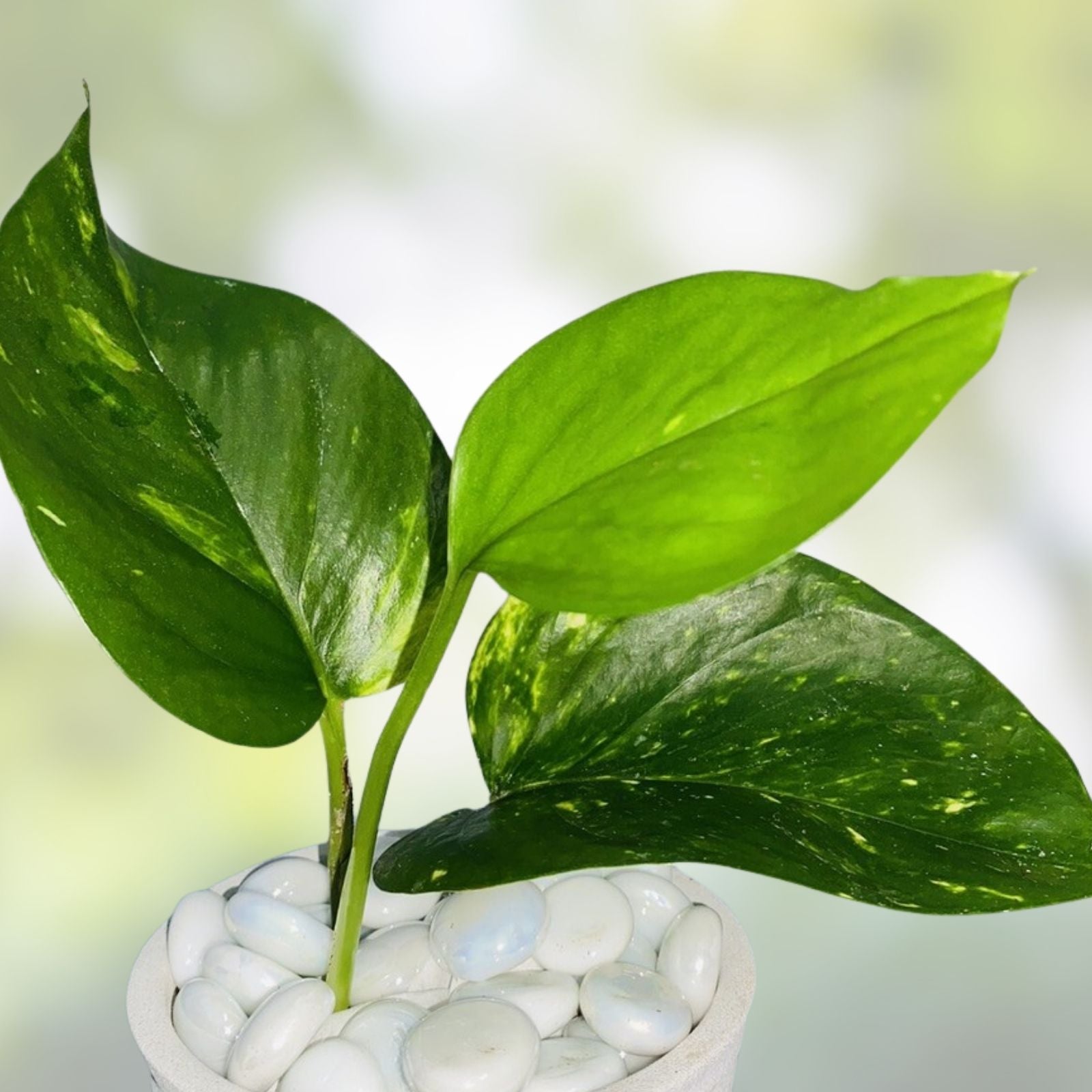 Rooted Golden Pothos Plant Cutting - Epipremnum aureum Indoor Houseplant, Easy Care Greenery, Starter Plant, Fast Growing