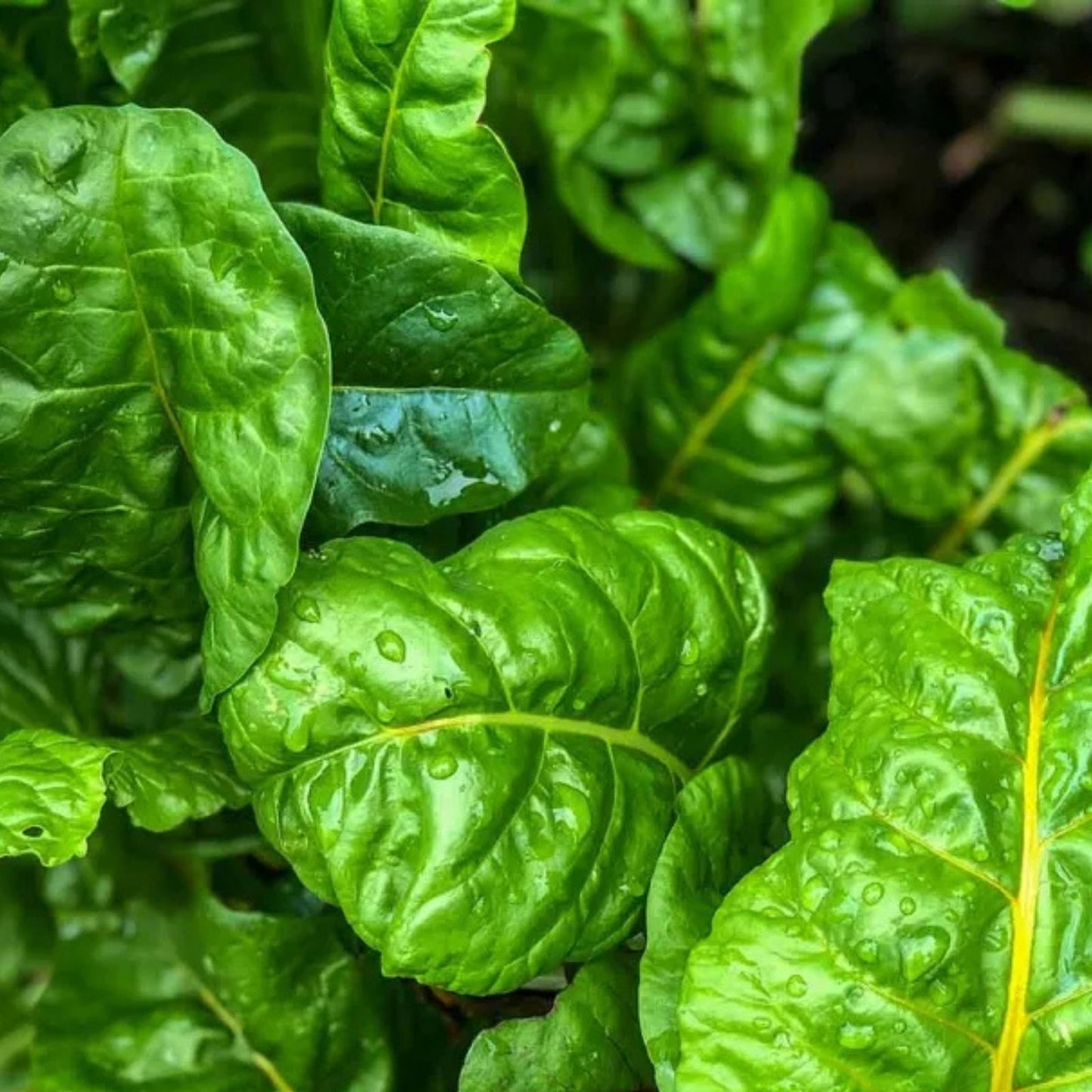 Organic Swiss Chard Seeds | Non-GMO Heirloom Perpetual Beta vulgaris Vegetable Gardening 500+ Starter Plant