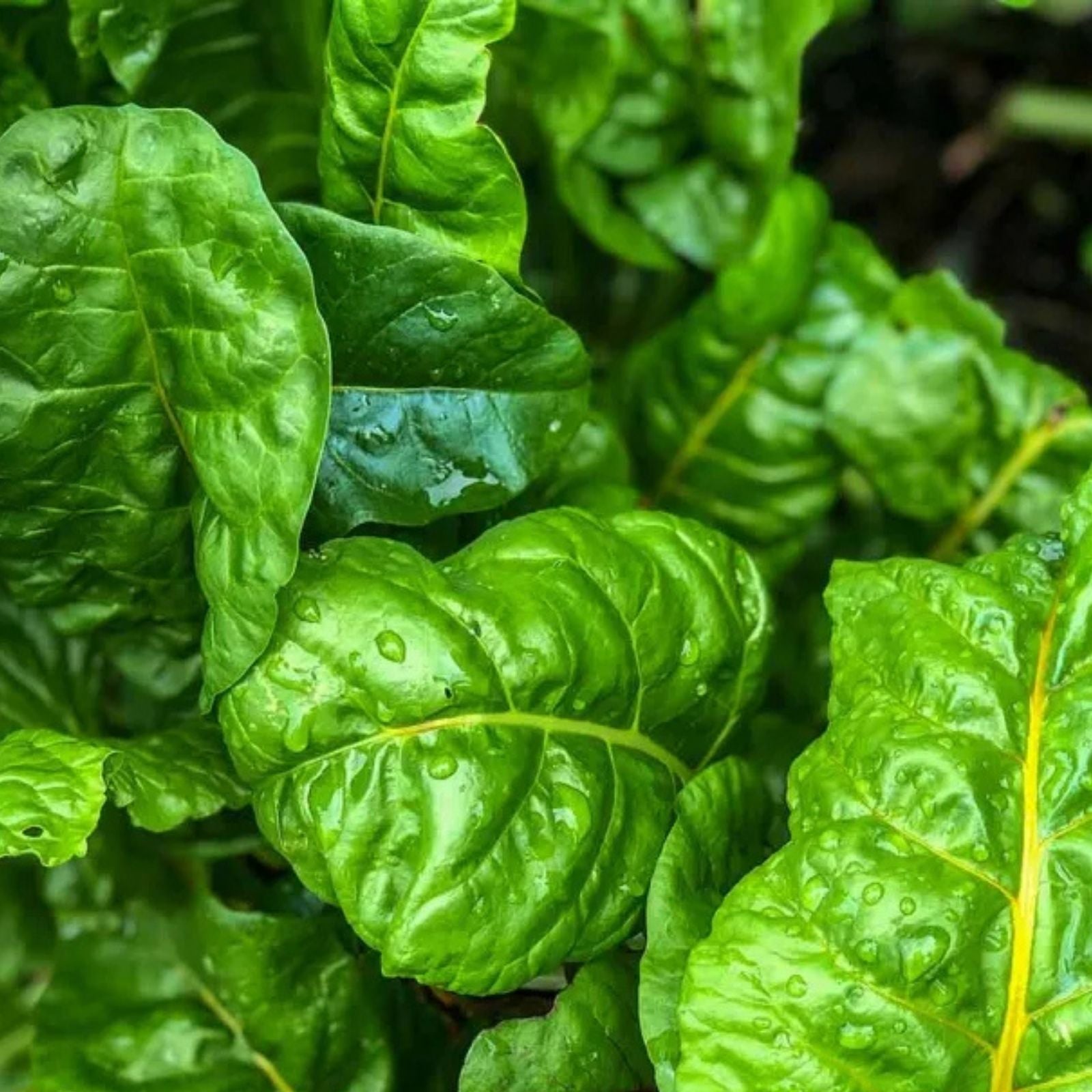 Organic Swiss Chard Seeds | Non-GMO Heirloom Perpetual Beta vulgaris Vegetable Gardening 500+ Starter Plant