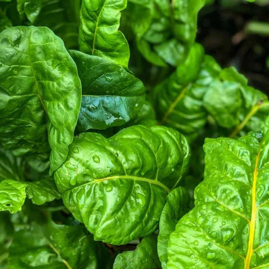 Organic Swiss Chard Seeds | Non-GMO Heirloom Perpetual Beta vulgaris Vegetable Gardening 500+ Starter Plant