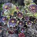 Black Rose Aeonium Arboreum Zwartkop Succulent Cuttings 5 Pack, Live Houseplants, Unique Gift for Plant Lovers