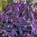 Purple Heart Wandering Jew Cuttings, Tradescantia pallida, Live Houseplant, Indoor Plant, Starter Plant, Easy Care, 4+