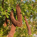 Texas Ebony Tree Seeds 20 Prosopis glandulosa Drought-Tolerant Native Landscaping Live Plant Cutting Bare Root Starter Plant