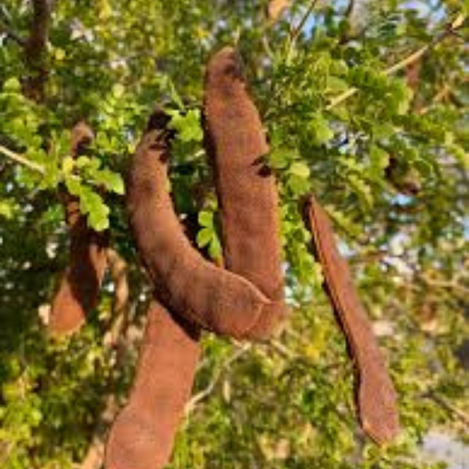 Texas Ebony Tree Seeds 20 Prosopis glandulosa Drought-Tolerant Native Landscaping Live Plant Cutting Bare Root Starter Plant