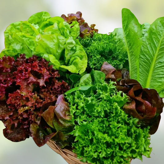 Heirloom Lettuce Seeds Collection 6 Varieties Non-GMO Vegetable Garden Starter Plants Houseplants