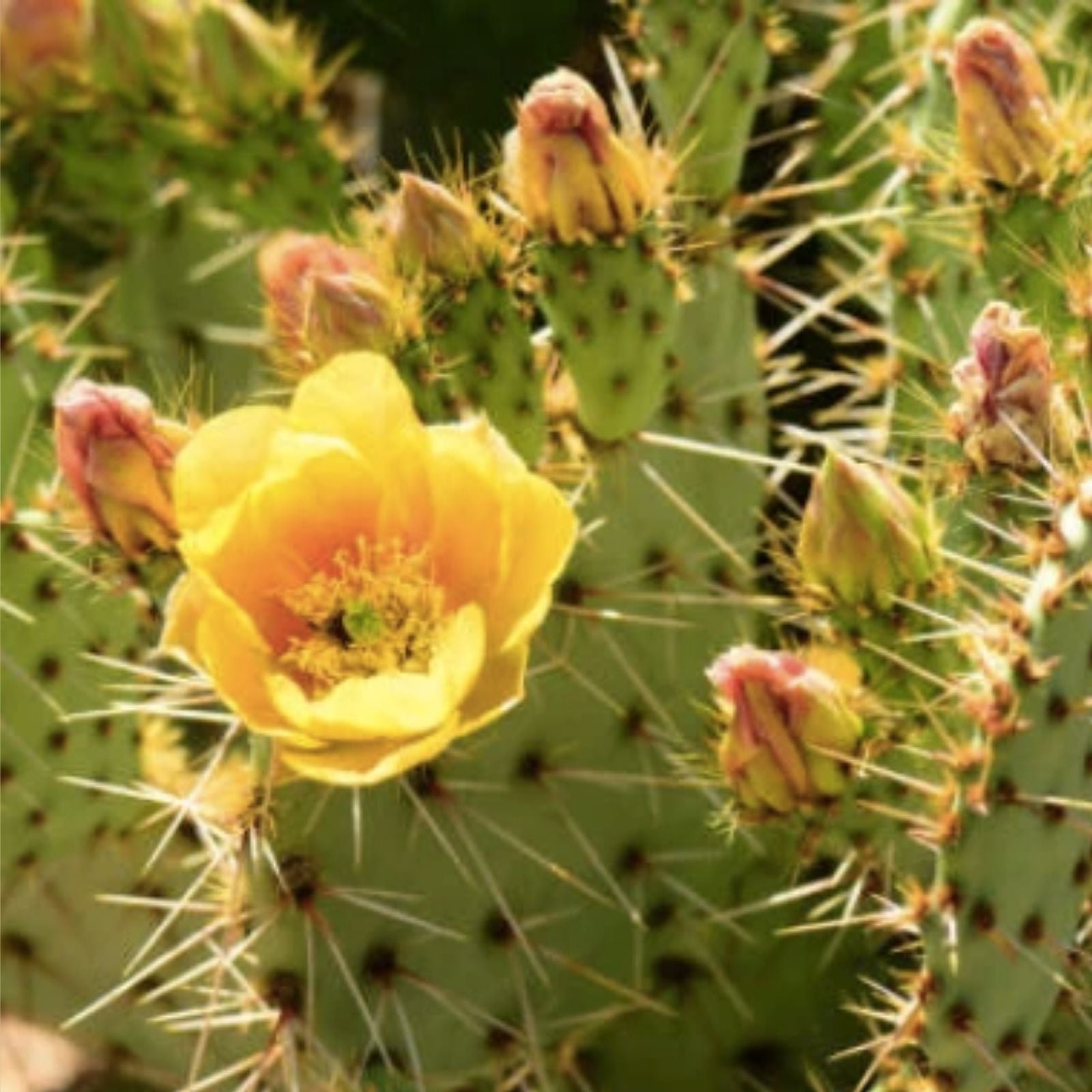 Opuntia erinacea Cactus 1 Pad Cold Hardy Succulent Plant with Yellow Orange Flowers, Live Houseplant or Cutting