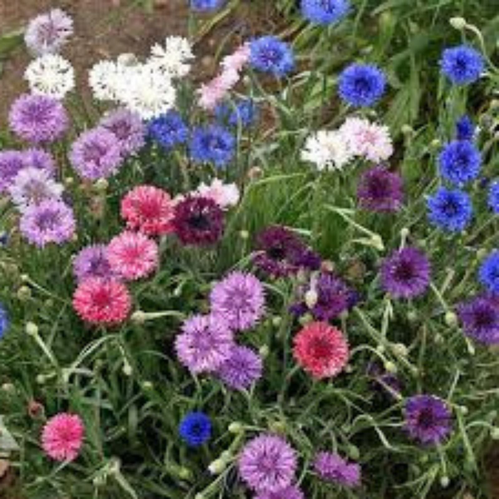 Dwarf Bachelor Button Seeds Polka Dot Mix 500 Seeds, Centaurea cyanus, Wildflower Garden Pollinator Cut Flower, Live Plant, Bare Root, Starter Plant