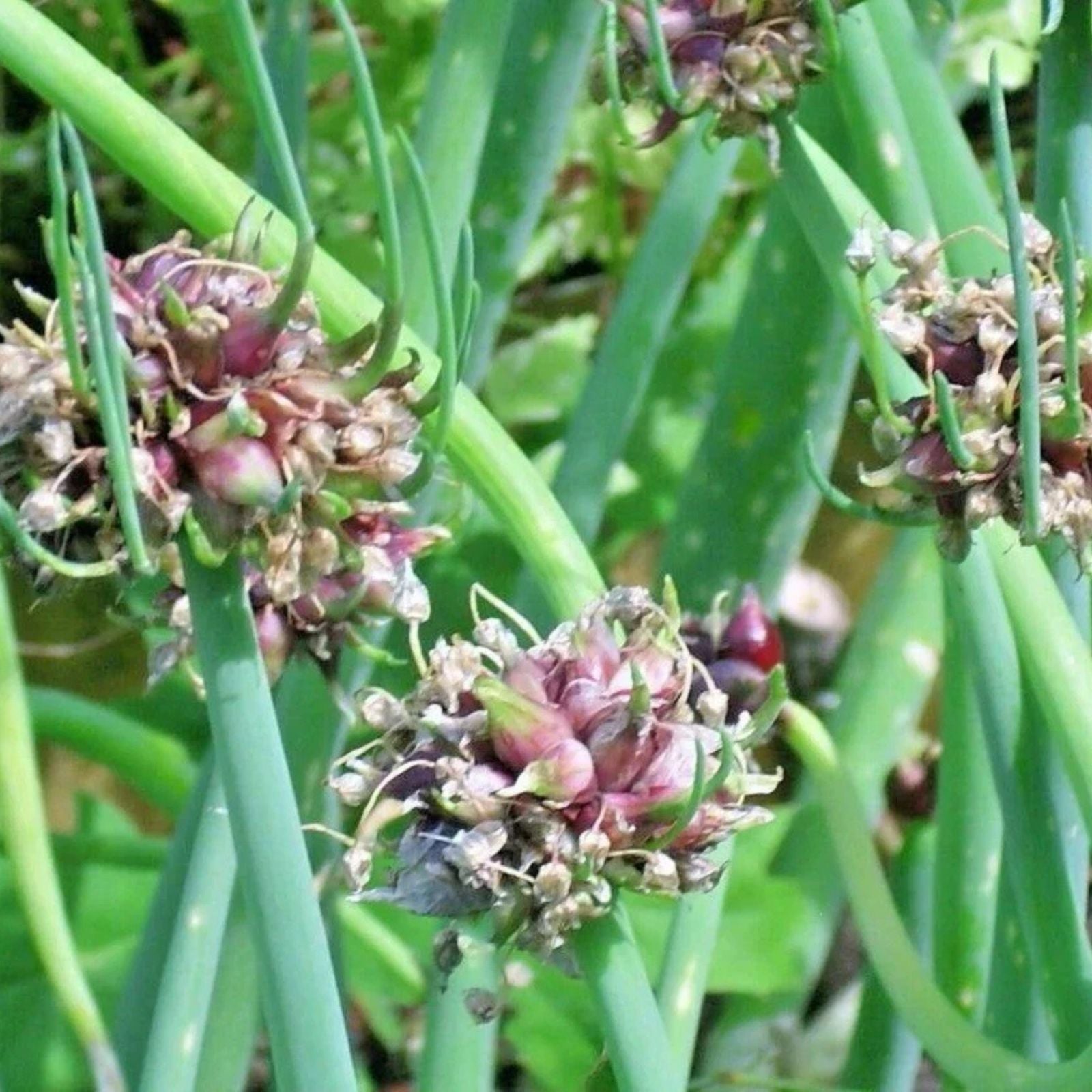 Egyptian Walking Onion Live Starter Plant Allium x proliferum Perennial Edible Onion Zone 3-9