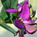 Polygala Myrtifolia Milkwort Live Cuttings 6" Evergreen Shrub Ornamental Flowering Houseplant Garden Plant