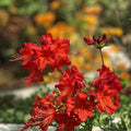 Red Pepper Azalea Starter Plant - Aromi Rhododendron Deciduous Garden Plant for Landscaping and Containers