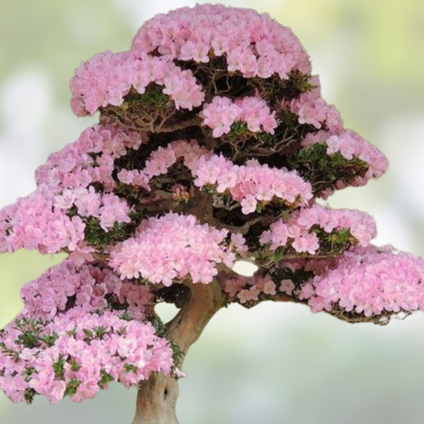 Japanese Cherry Blossom Bonsai Seeds - 10 Flowering Sakura Seeds - Prunus serrulata - Indoor Gardening Planting Supplies