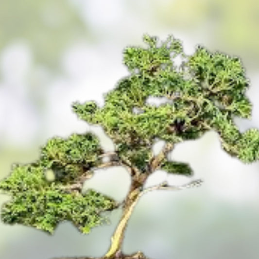 Mame Bonsai Tree Miniature Conifer Tsukumo Cypress Chamaecyparis Pisifera Indoor Plant in Japanese Pot