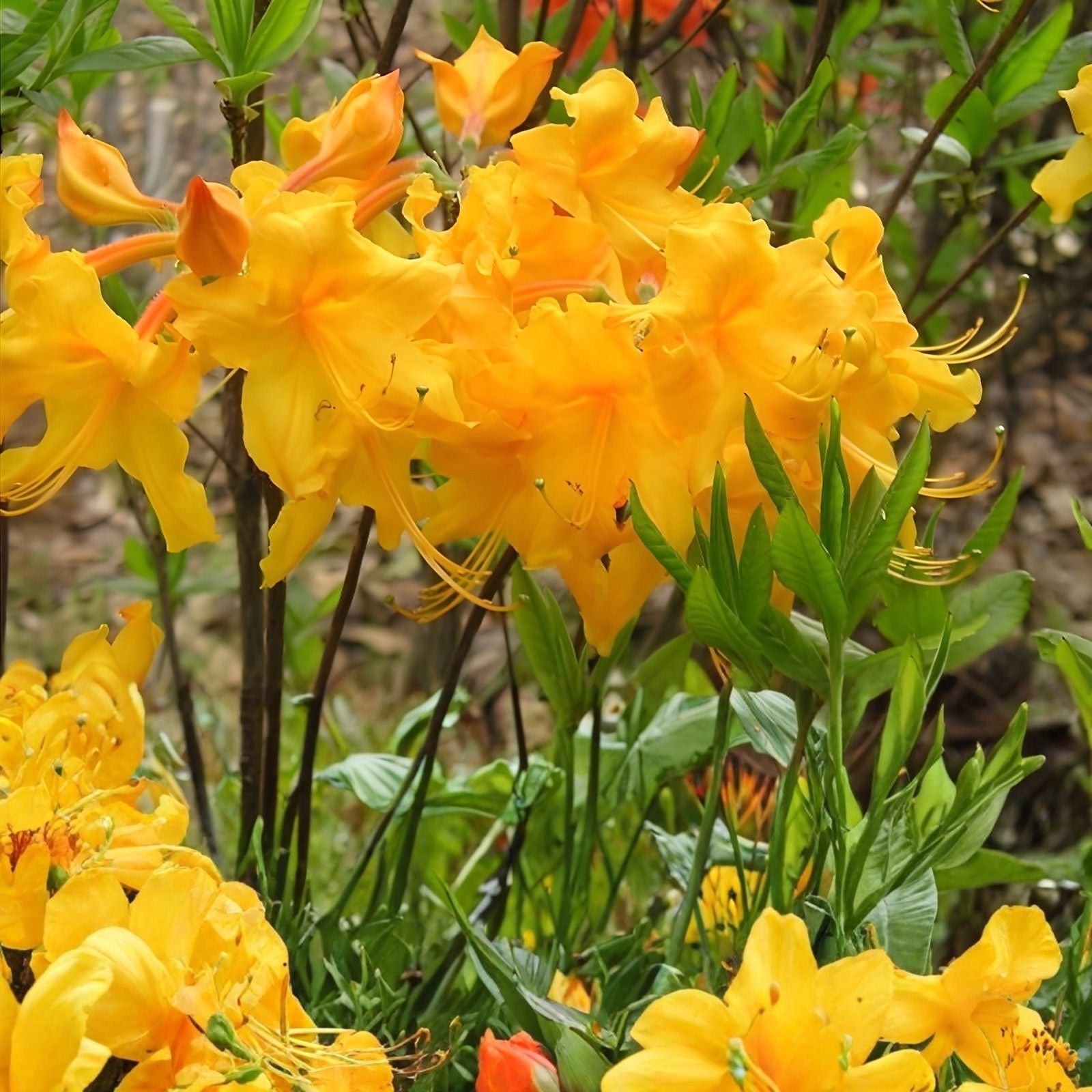 Aromi Azalea Starter Plant - Mauvila Gold - Rhododendron Deciduous Garden Flowering Shrub