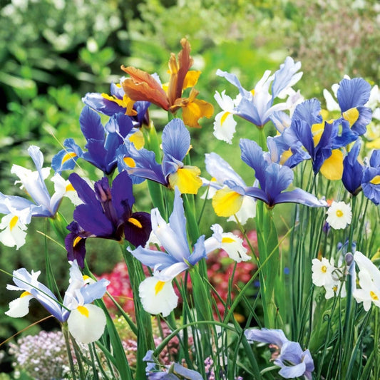 Dutch Iris Plants 3-Pack | Live Rooted Bulbs | European Iris × hollandica for Garden Landscape | Flowering Bulbs