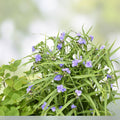 15 Wandering Jew Spiderwort Day Lily Plants - Tradescantia zebrina Live Cuttings, Easy Care Houseplants