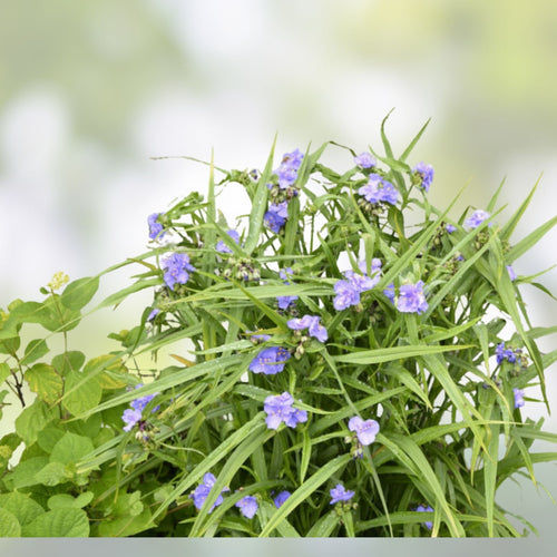 15 Wandering Jew Spiderwort Day Lily Plants - Tradescantia zebrina Live Cuttings, Easy Care Houseplants