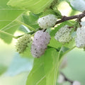 White Mulberry Cuttings 6-8" Organic Morus alba Cold Hardy Tree for Fruit Production - Fresh Stock