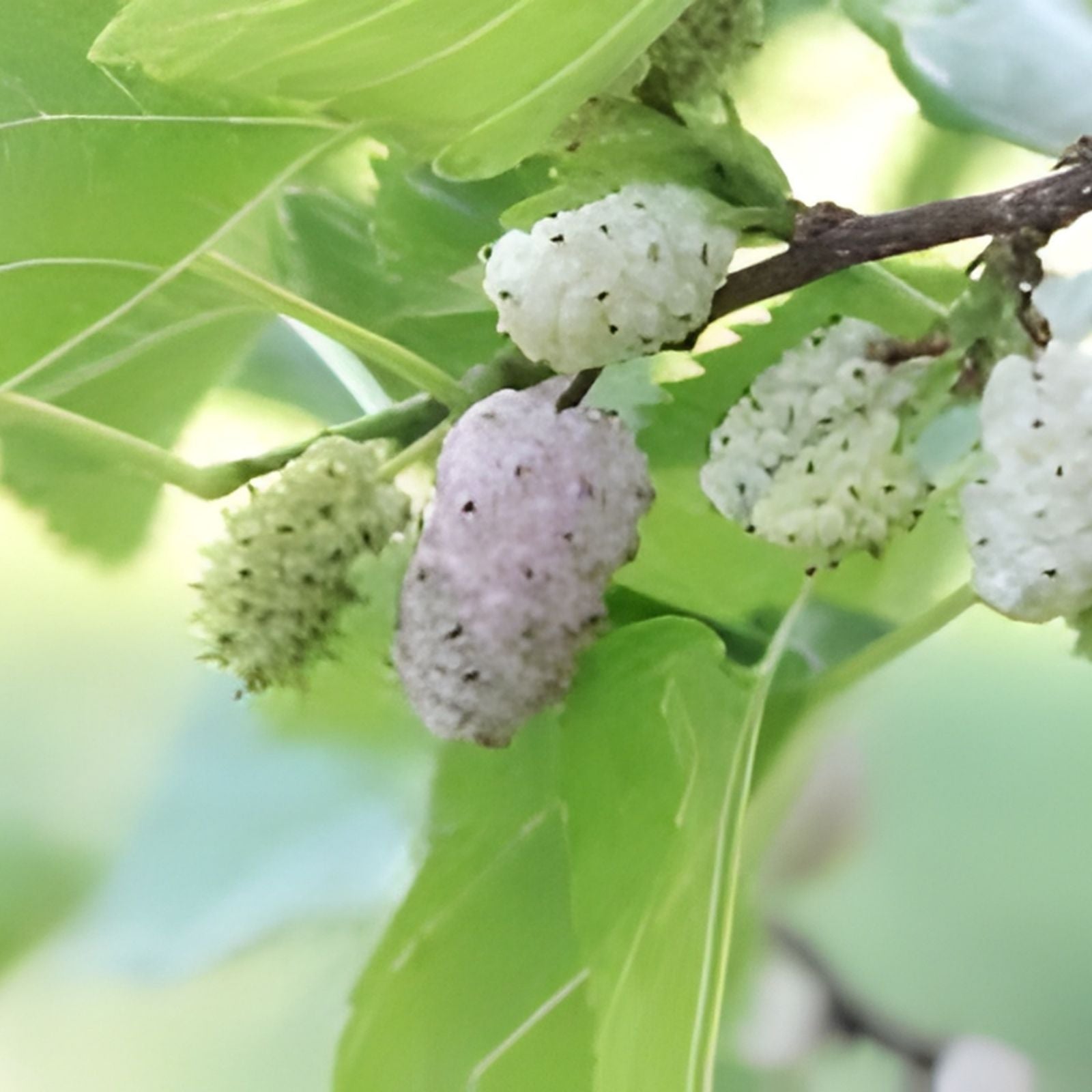 White Mulberry Cuttings 6-8" Organic Morus alba Cold Hardy Tree for Fruit Production - Fresh Stock