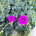 Rock Purslane Cuttings Magenta Purple Bloom Calandrinia Spectabilis Succulent Live Plant Starter