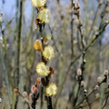 Pussy Willow Tree Stems 5 Pack White Salix discolor Live Plant Branches 6-7 Inch Decorative Cuttings