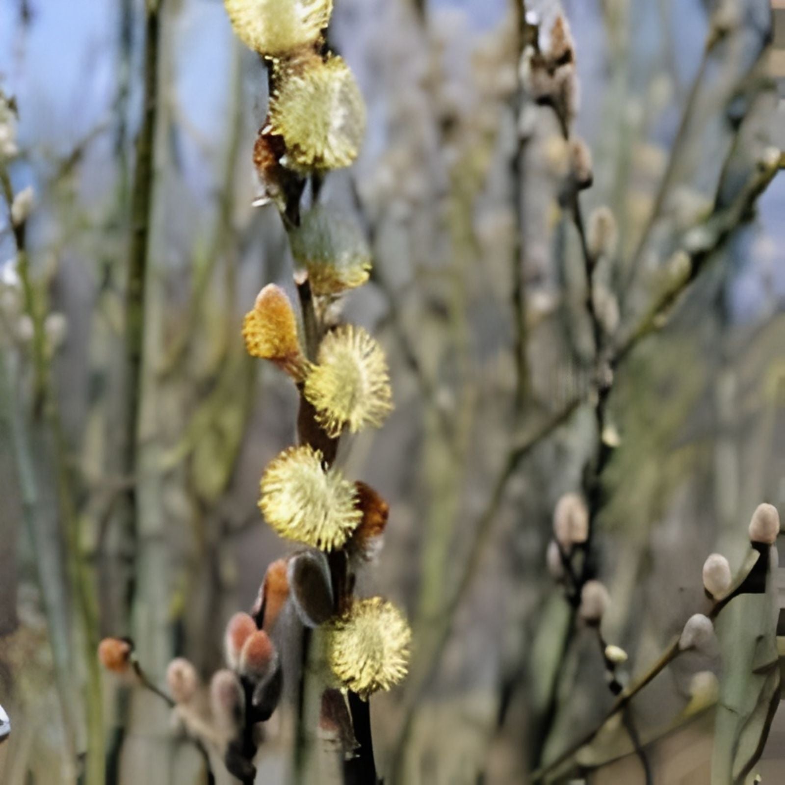 Pussy Willow Tree Stems 5 Pack White Salix discolor Live Plant Branches 6-7 Inch Decorative Cuttings