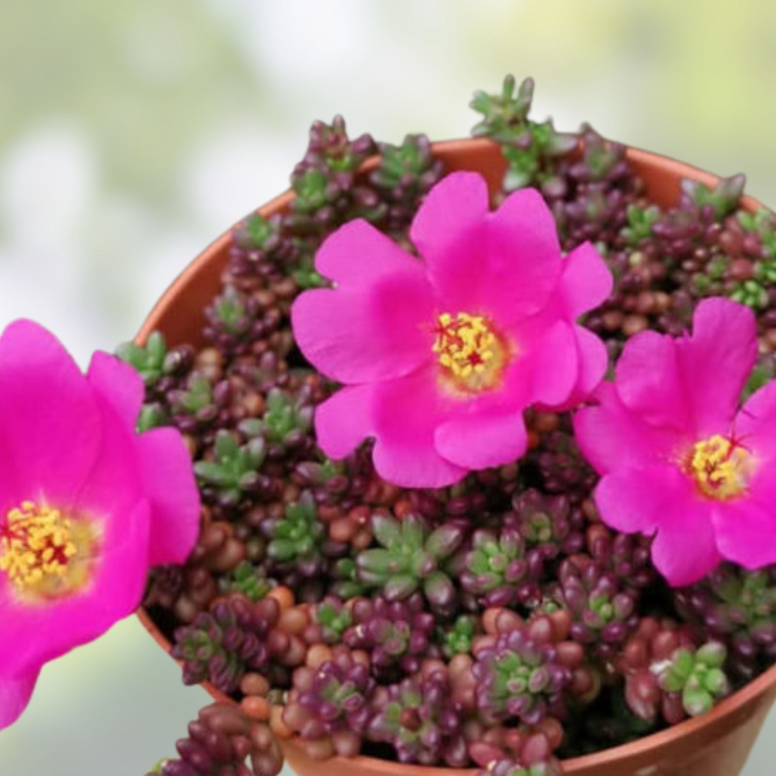 Portulaca Gilliesii Purple Rice Succulent Live Plant 2 Inch | Ground Cover, Ornamental, Garden Decor