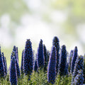 Pride of Madeira Seeds Echium fastuosum Purple Bugloss Garden Flower Seeds 50 Pack Easy to Grow