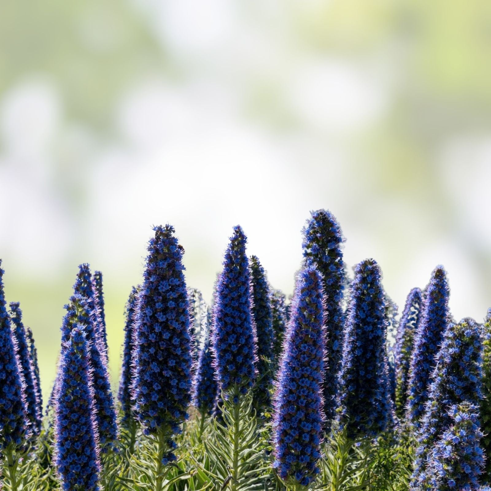 Pride of Madeira Seeds Echium fastuosum Purple Bugloss Garden Flower Seeds 50 Pack Easy to Grow