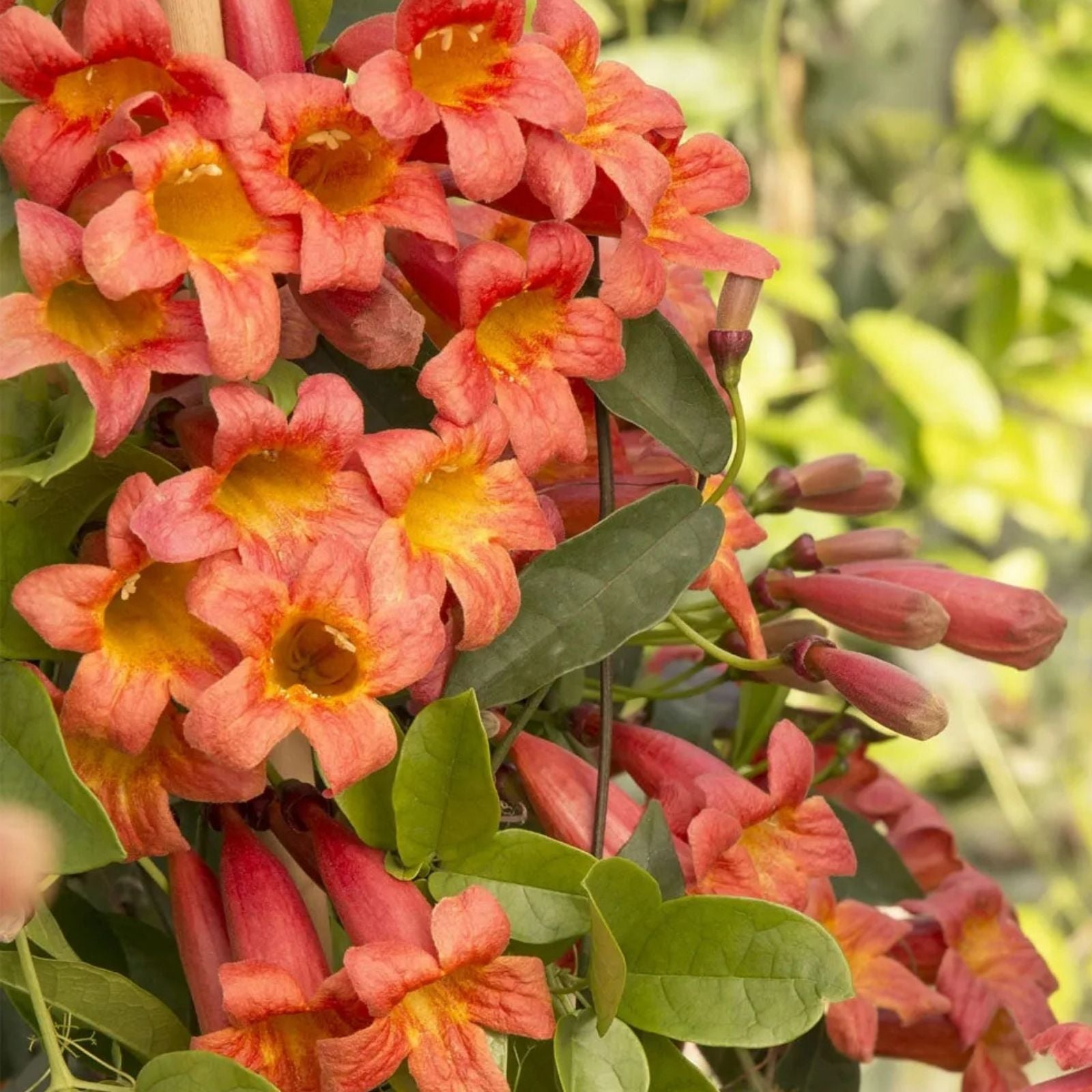 Bignonia Tangerine Beauty Crossvine Live Plant Starter, Orange Flowers, Butterfly Attractant, Trellis Climber, Bare Root or Cutting