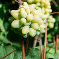 Compassion Grape Cuttings Vitis vinifera Live Plant Rooting Starter Bare Root Grafting 4 Pack