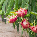 Rooted Dragon Fruit Cuttings 12-16in | Hylocereus spp. Edible Cactus Plant Propagation Starter Plant