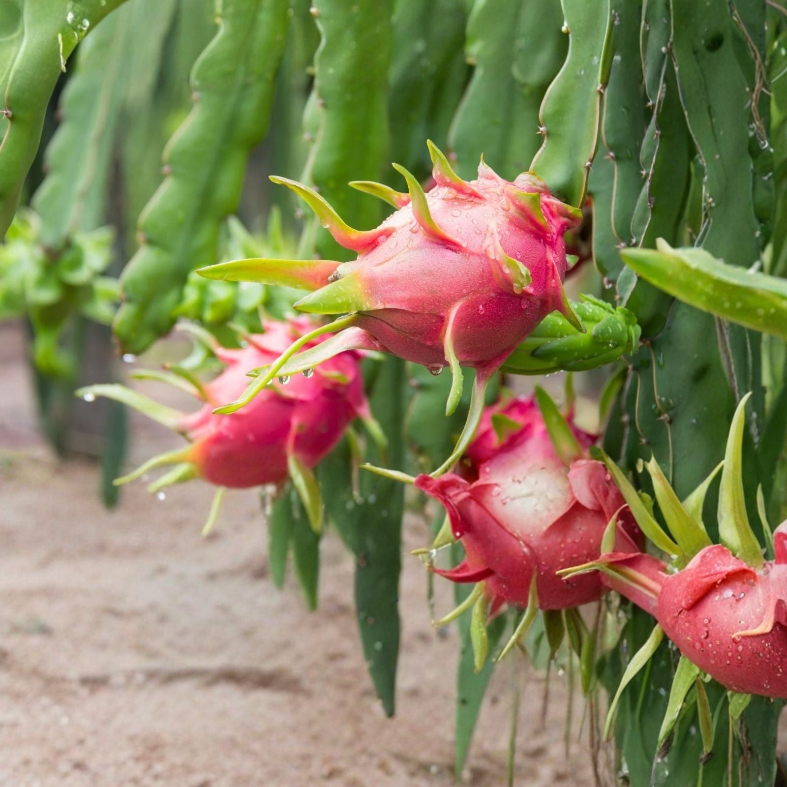 Rooted Dragon Fruit Cuttings 12-16in | Hylocereus spp. Edible Cactus Plant Propagation Starter Plant