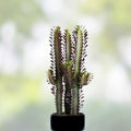 Euphorbia trigona Cutting African Milk Tree Cactus Succulent Indoor Plant Decor Green Red Starter Plant