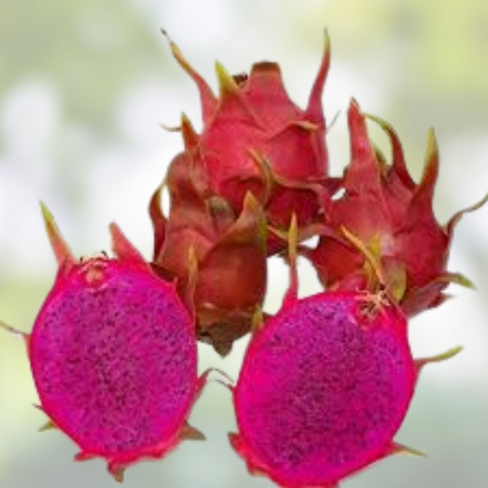 Dragon Fruit Cuttings 2 Pack - Purple Flesh & Pink Skin - Hylocereus undatus - Fresh Stock, Over 10 Inches