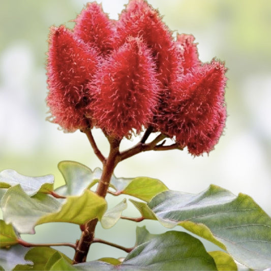 Lipstick Tree Seeds 20 Pack Bixa orellana Natural Dye Ornamental Plant Seeds for Gardening and Crafting