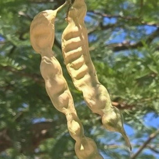Hybrid Mesquite Tree Seeds – Drought-Resistant Landscaping & Restoration, Neltuma x, Live Plant, Bare Root, Starter Plant