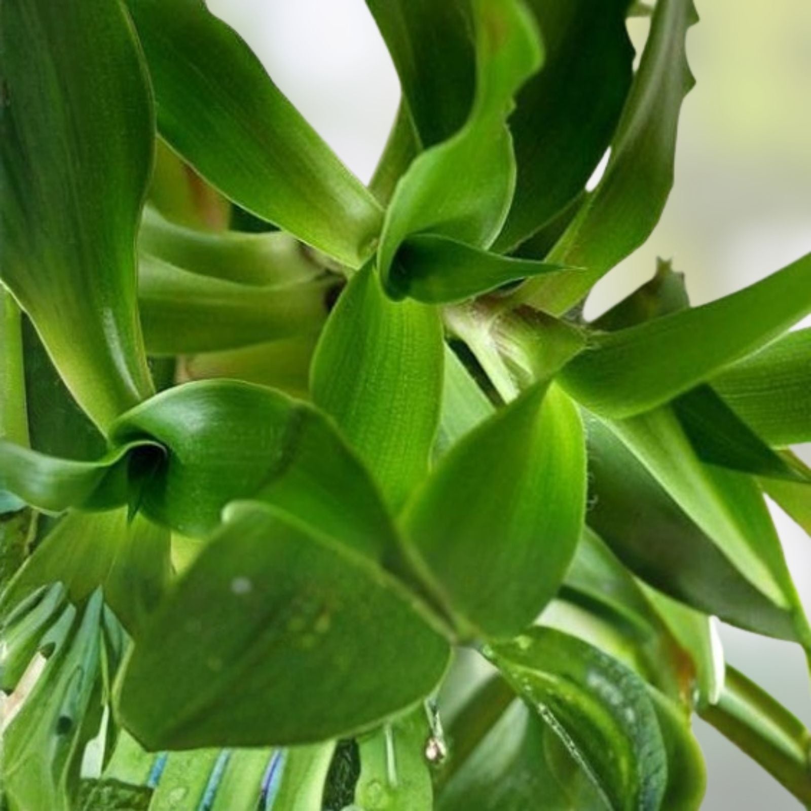Callisia Fragrans "Family Doctor" Indoor Houseplant, Easy Care Basket Chain Wandering Jew, Live Plant, Houseplant, Green Foliage