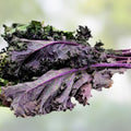 Red Kale Microgreen Seeds 16oz Organic Brassica oleracea var. sabellica Live Plant, Sprouting, Home Gardening, Microgreens, Starter Plant