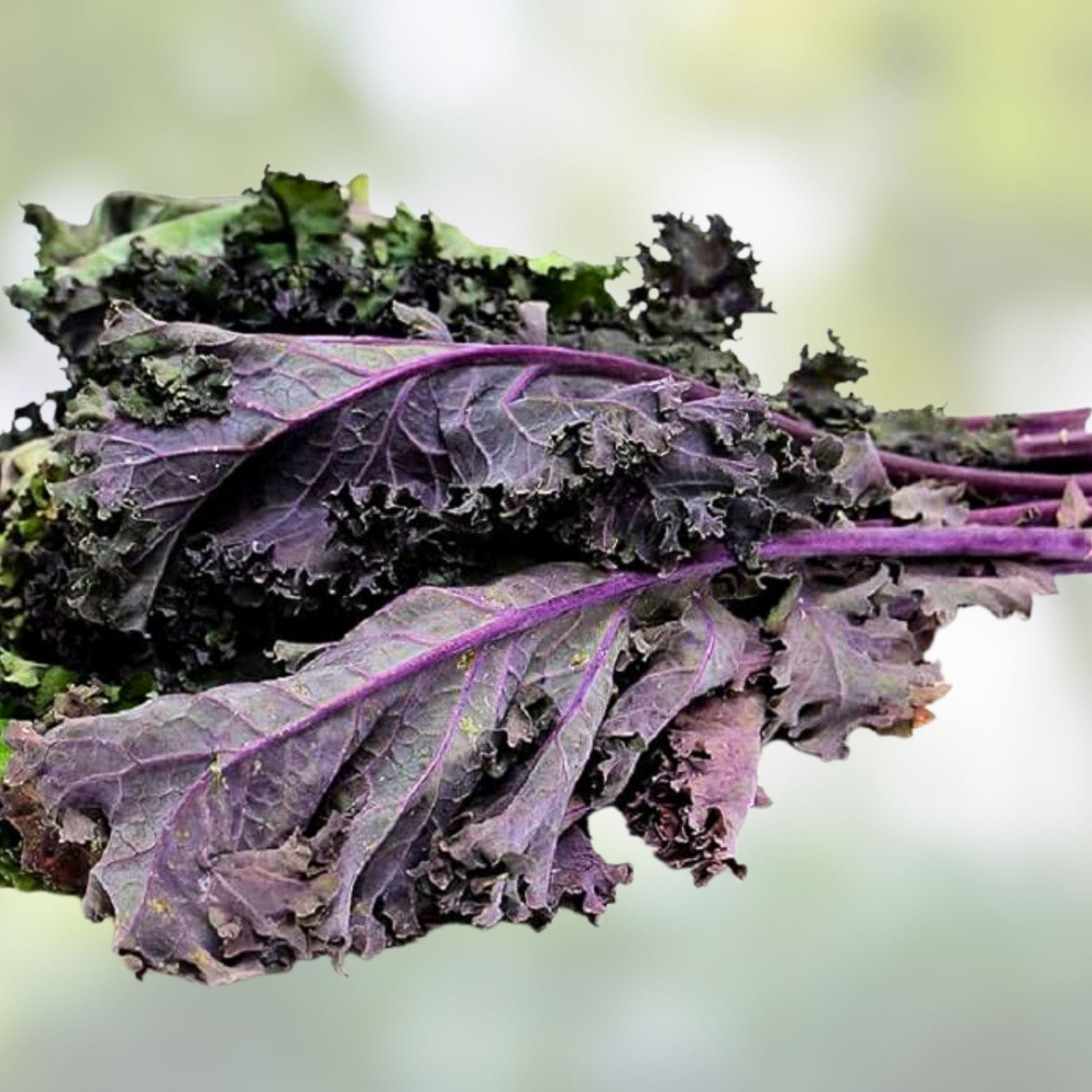 Red Kale Microgreen Seeds 16oz Organic Brassica oleracea var. sabellica Live Plant, Sprouting, Home Gardening, Microgreens, Starter Plant