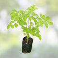 Organic Moringa Oleifera Cuttings 5 Pack Live Plant Starter Bare Root Florida Grown