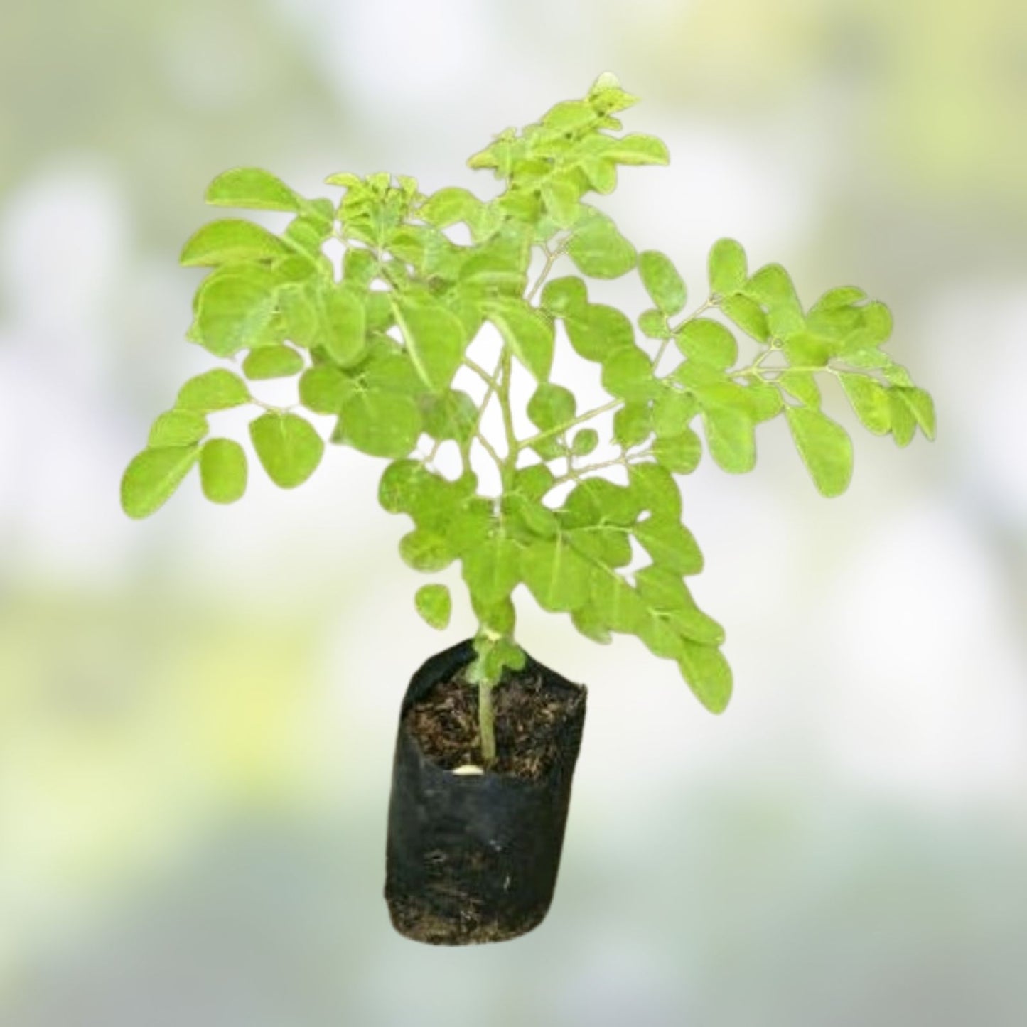 Organic Moringa Oleifera Cuttings 5 Pack Live Plant Starter Bare Root Florida Grown