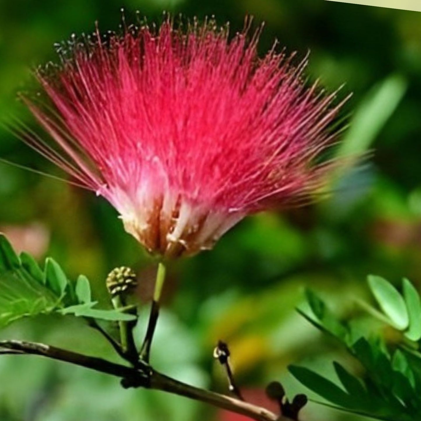 Pink Mimosa Tree Cuttings – Albizia julibrissin Persian Silk Tree Live Starter Plants, 8-10 inches, Qty 5