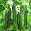 Cucumber Seeds 100 Count Long Green Heirloom Non-GMO Cucumis sativus Vegetable Seeds for Garden, Starter, or Houseplant